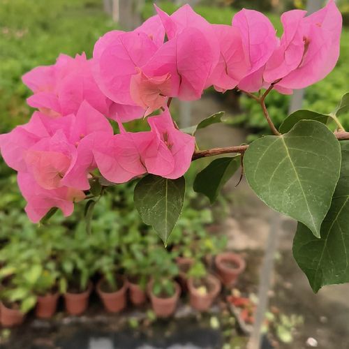 极速三角玫红粉佳人