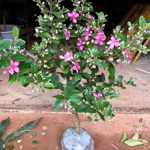 桃金娘树苗捻子果苗山菍子树地稔子大苗常绿南方北方种植庭院盆栽