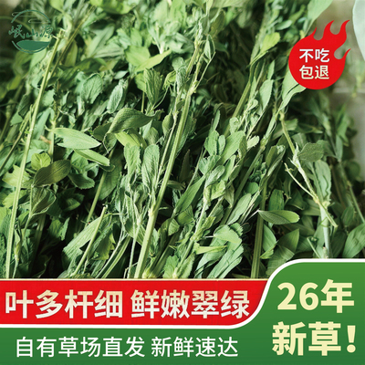 岷山源紫花苜蓿草幼兔专用