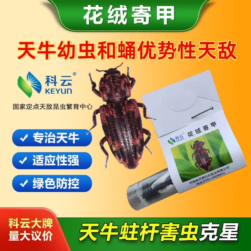 科云林业天牛防治天牛幼虫和蛹