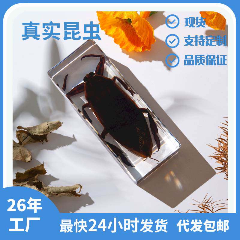 工艺品网红爆款真实大田鳖昆虫标本亚克力树脂件少儿教学科普玩具