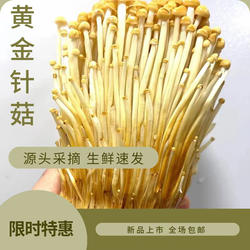 新鲜现摘黄金针菇真正的金针菇4斤装现摘食用菌菇火锅涮蔬菜蘑菇