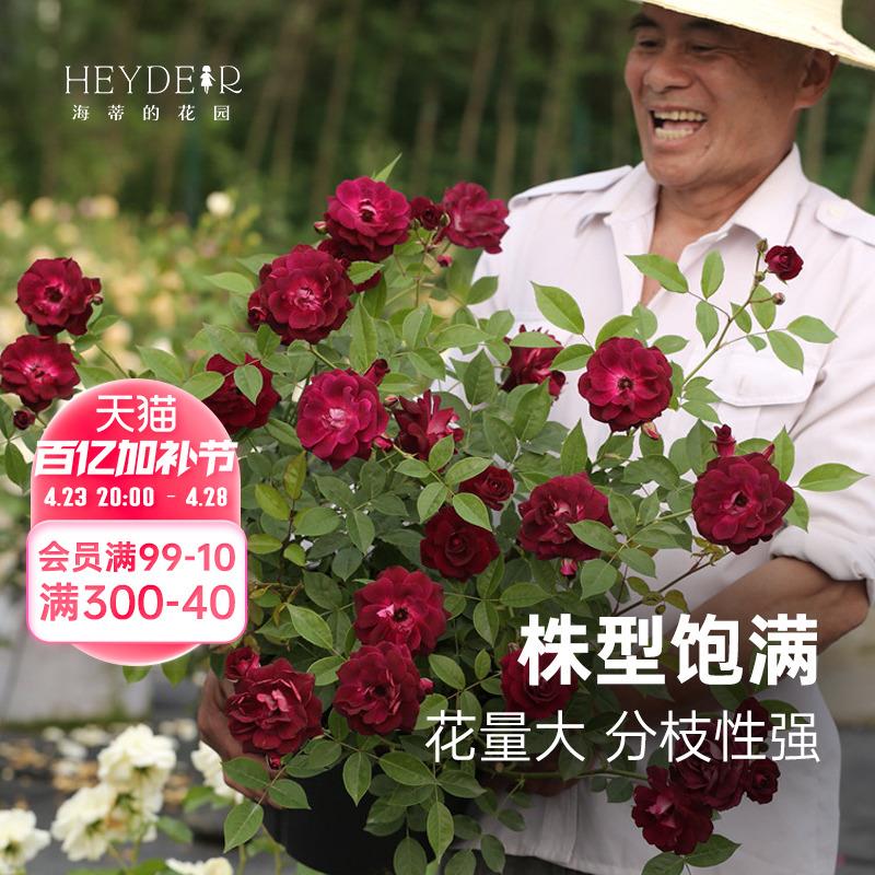 海蒂的花园葡萄冰山灌木月季可做藤本四季好养开花植物花卉盆栽苗
