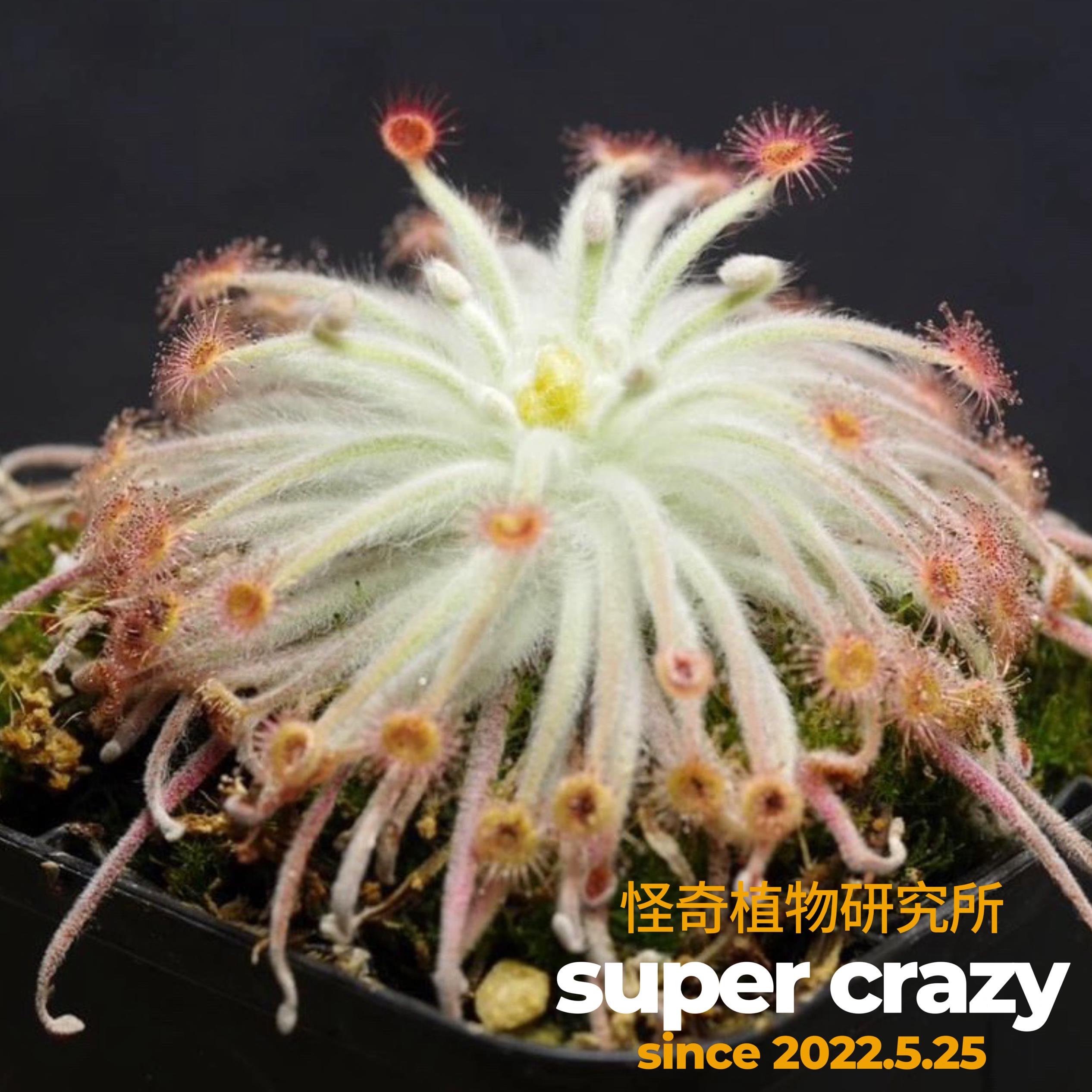 北领地银匙大肉饼茅膏菜稀有食虫植物雨林缸微景观生态造景