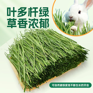 25年烘干提摩西草北提牧草宠物兔子龙猫荷兰猪专用兔草侏儒兔饲料