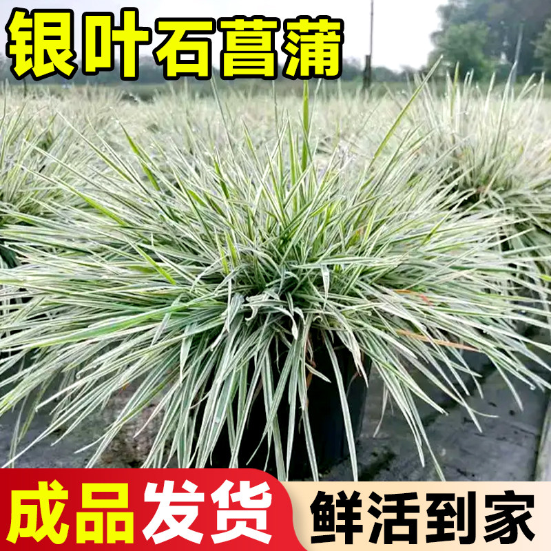 速发银叶石菖蒲盆栽室内外庭院地被植物水植水草花绿镜培盆景