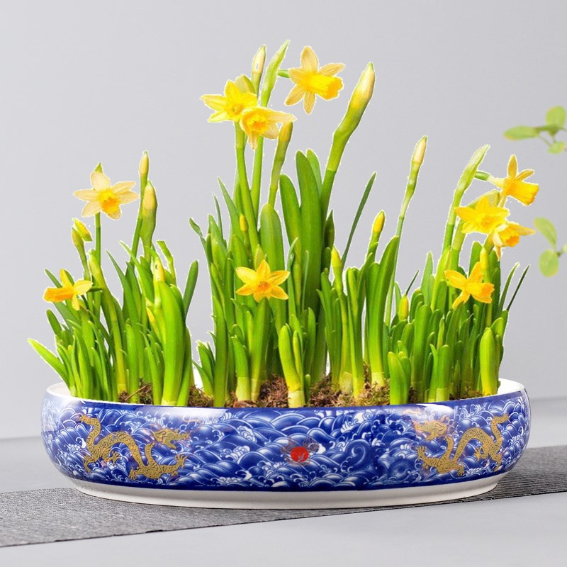 速发铜钱草花盆水培中国风陶瓷大号碗莲水仙富贵竹塔圆形菖蒲花盘
