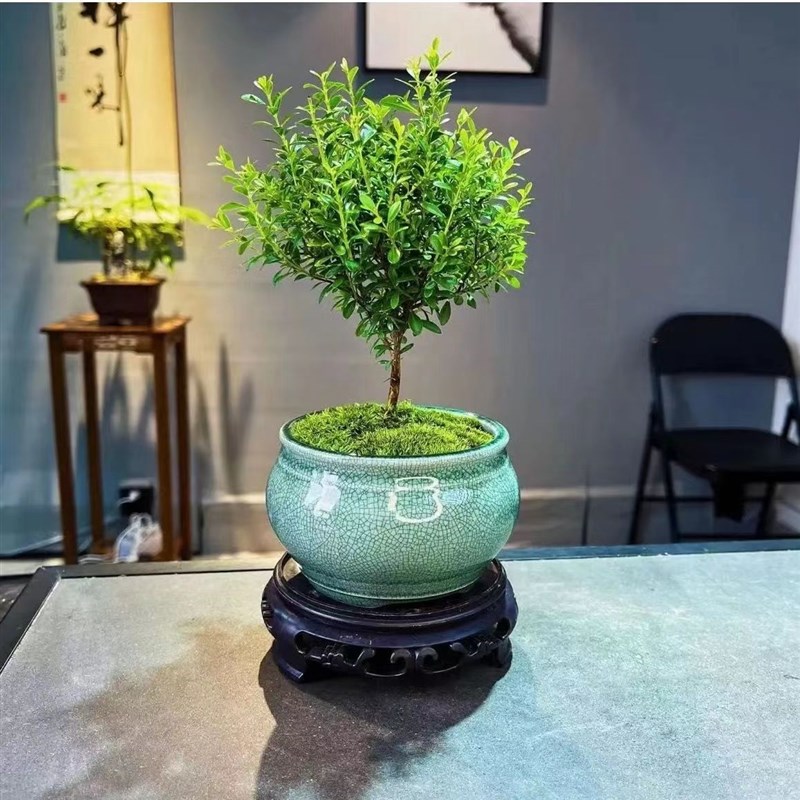 速发精品小叶赤楠盆景老桩树室内植物花卉办公室金丝楠木桌面小绿