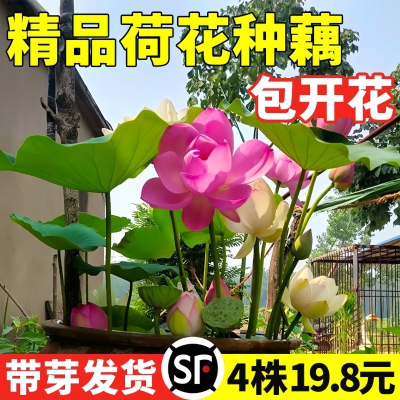 速发荷花种藕苗盆栽水养观赏种藕鱼池塘水生花卉莲花水培植物碗莲
