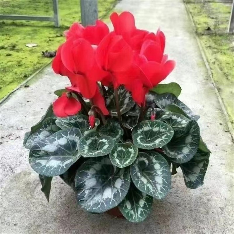 速发仙客来盆栽 客厅办公室桌面植物 台花卉观花盆栽 室内盆栽花