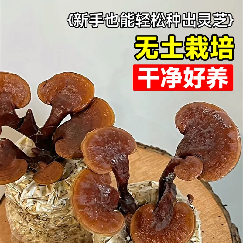 速发灵芝菌包蘑菇种植包菌种可食用新鲜平菇室内台家庭自种灵芝盆