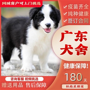 【广州佛山犬舍】纯种边牧犬黑白色陨石色金色边牧幼犬活体宠物狗