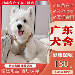 【广州佛山犬舍】西高地白梗幼犬纯种白色小狗活物家养宠物小型犬