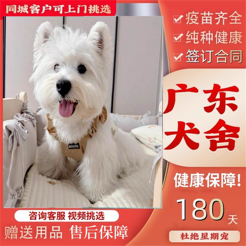 【佛山犬舍】西高地白梗幼犬纯种狗狗白色小狗活物家养宠物小型犬