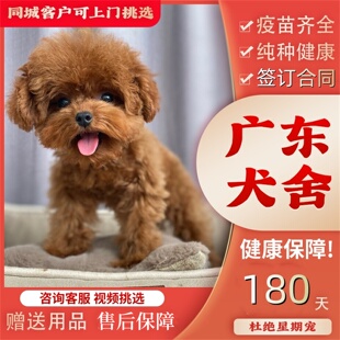 【佛山犬舍】纯种泰迪幼犬灰泰迪香槟色泰迪狗幼犬宠物狗狗活体