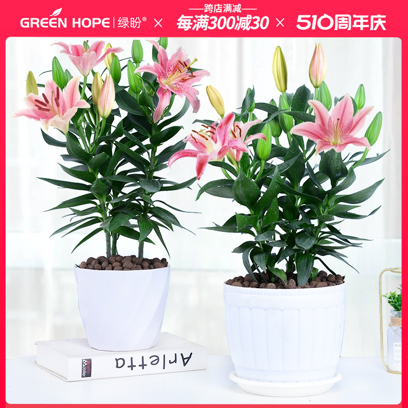 速发百合花盆栽带花苞台庭植好养植绿活室内外客厅四季开花花卉院