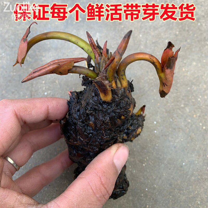 速发四睡荷花大花季莲种根带芽水培植物水莲碗养池塘睡莲根茎花卉