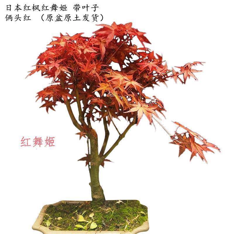 速发正宗红枫盆景老桩红舞金黄之枫橙姬梦室内矮化盆栽植物带叶子