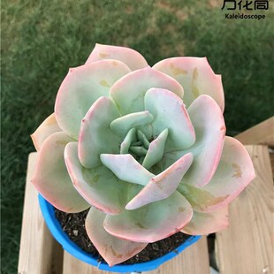 速发白凤老桩 大颗清棚多肉植物云南直发大桌内邮 室包办公株绿植