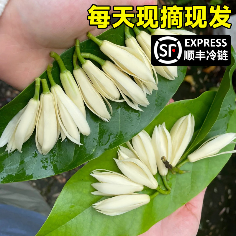 速发白兰花花朵当现采摘黄角兰天摘现发白泡兰缅桂花纯露精油玉酒