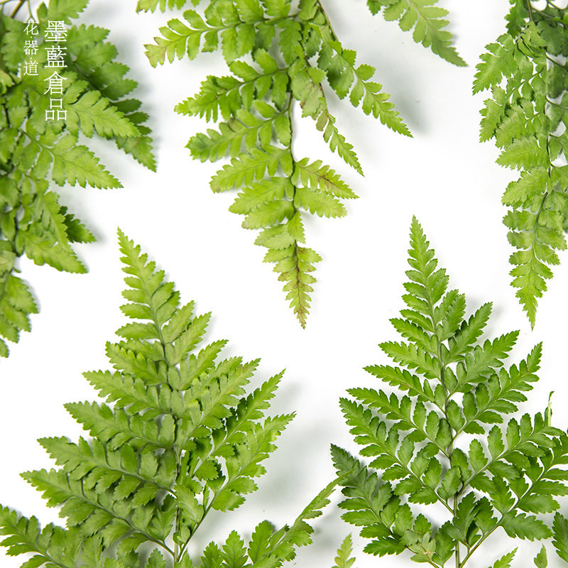 速发高山羊坊叶池齿小原流花材中式日式插花花道自由写景造型装饰