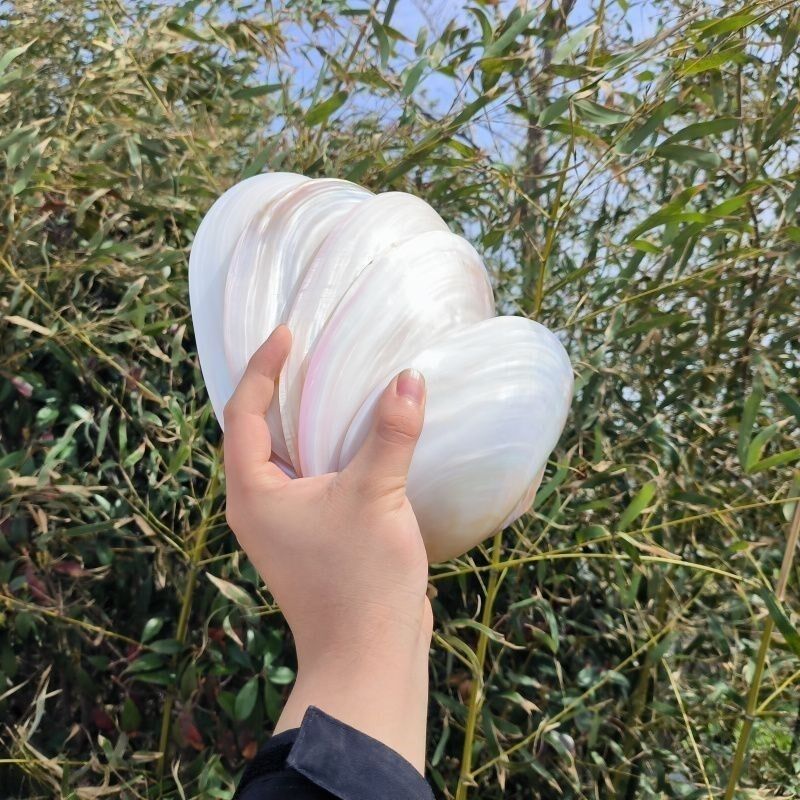 速发大珍珠蚌壳超大贝壳拍摄道具海螺鱼缸水族造景摆件果盘餐盘