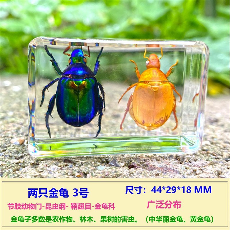 速发真琥昆虫标本树脂独角仙实珀金龟子书镇家居书桌摆蜘螳螂件赵