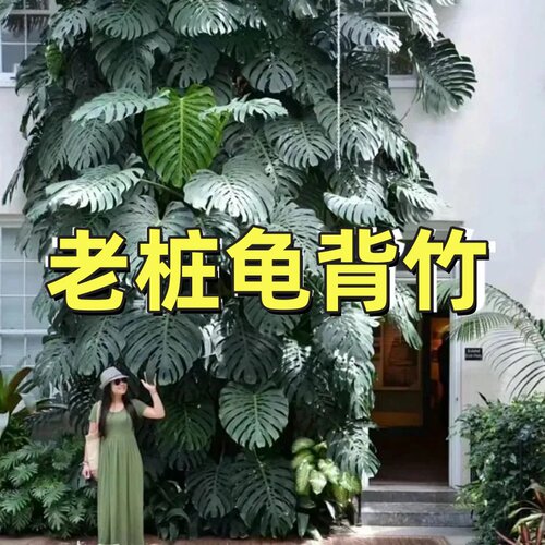 速发龟背竹竹桩超长室背老水培水养盆栽龟内客厅植物大叶办公室吸
