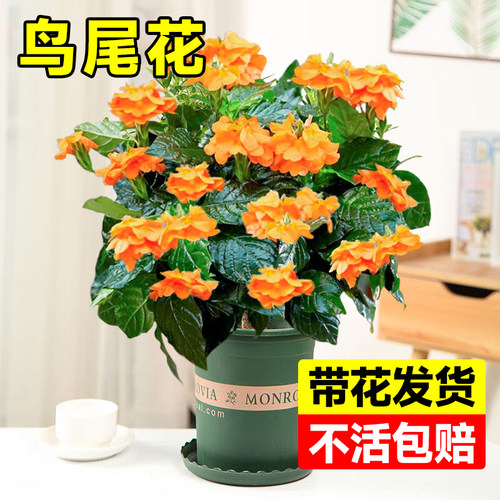 速发新品鸟尾花花栽带盆多年台太花卉植物生室内四季开花卉好养活