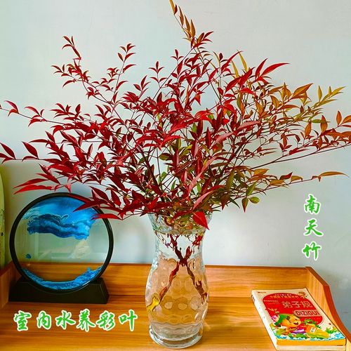 速发南天竹切养花卉客厅鲜物枝条插花室内水培植水台书房观彩叶好