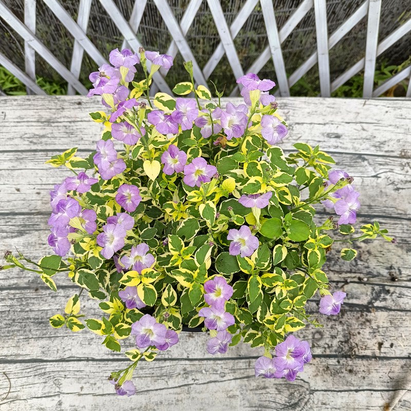 速发花叶十错盆栽台花园垂吊植物跌打草花苗多年生庭院四季观叶花