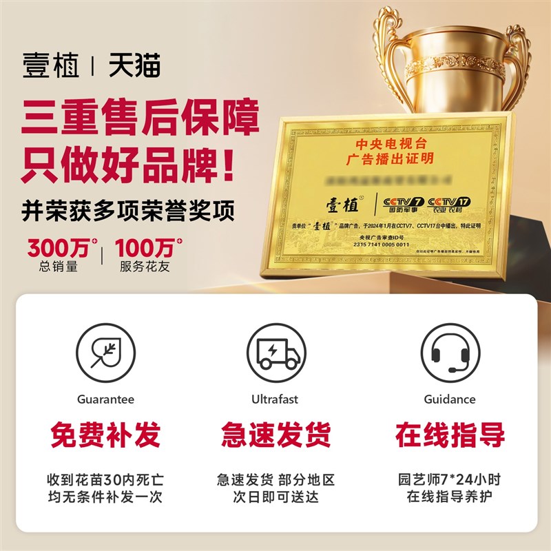 速发超微水培姬月季四季开花卉台桌面迷你小盆栽水中美人苔藓球植