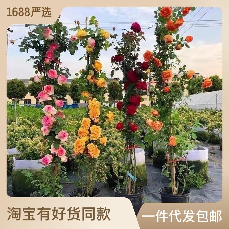 速发藤本月季花苗庭院植物特大花浓香室内花卉盆栽玫瑰爬藤蔷薇四