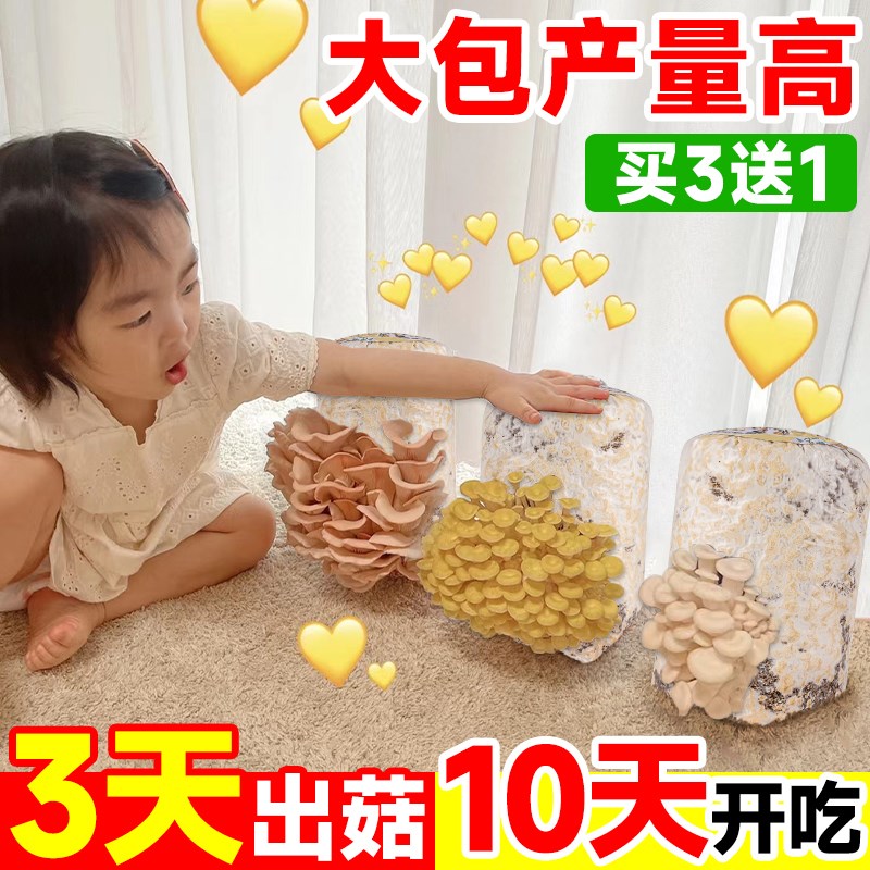 速发蘑菇种植包新鲜菌种菌菇黑平菇种植菌包食用菌菇棒家庭自种小