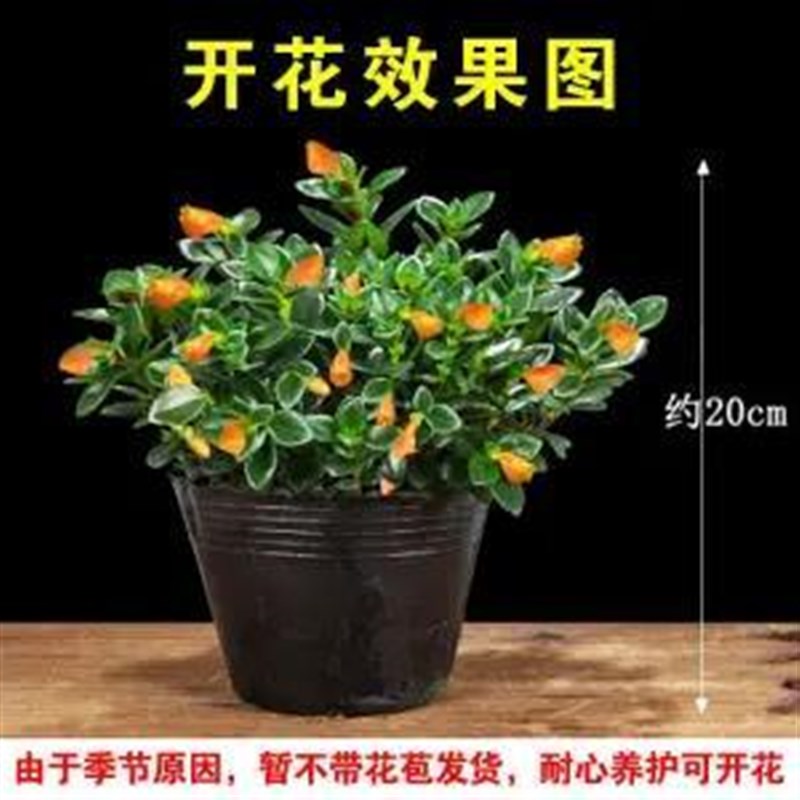 速发【新品混色花】聚财吊兰室内外盆栽四季开花耐寒植物