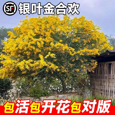 银叶金合欢地栽盆栽珍珠名贵门前别墅庭院风景大树木花卉植物