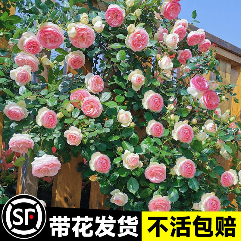 速发粉色龙沙本石爬藤蔷薇别墅庭院瑰季大花藤宝月季大苗台玫四盆