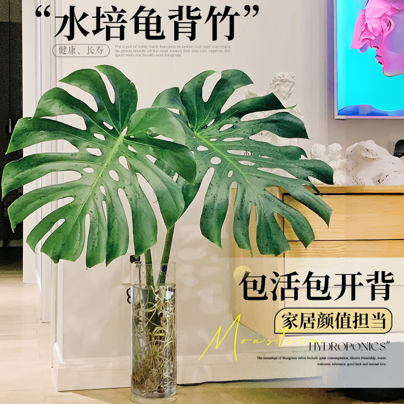 速发水培龟背竹老桩大叶植栽水养绿盆室内客厅桌面高大植物四季好