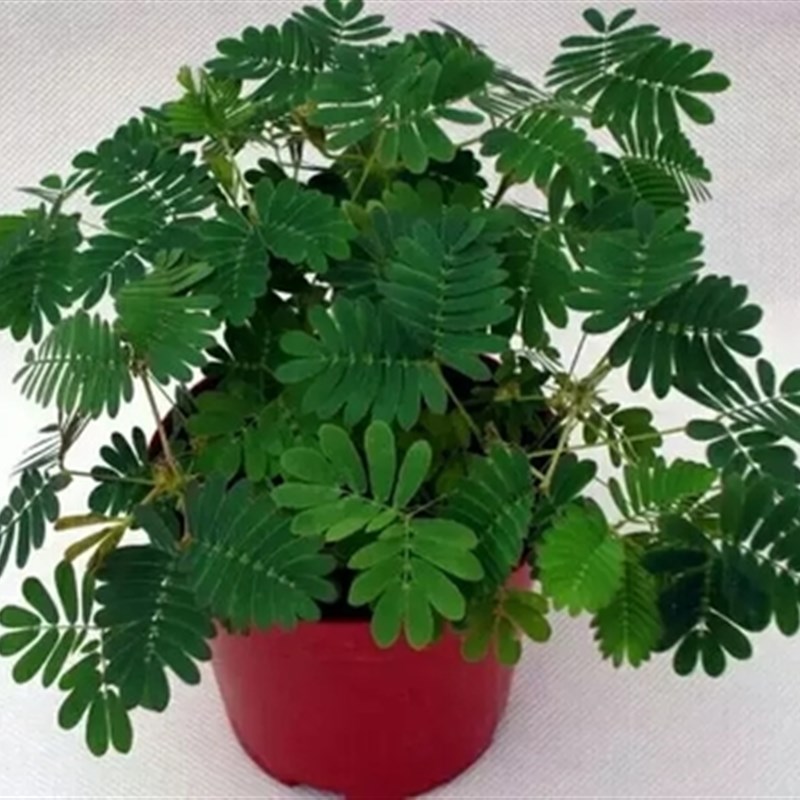 速发含羞草盆公鲜室植物活外台花卉害羞草植物办栽桌面趣味迷你盆