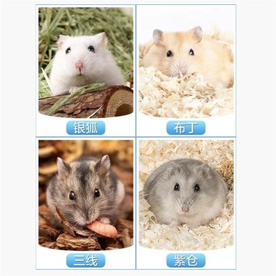 现货速发仓鼠活物已打过纯种金丝熊三线紫仓布丁银狐送笼子家养小