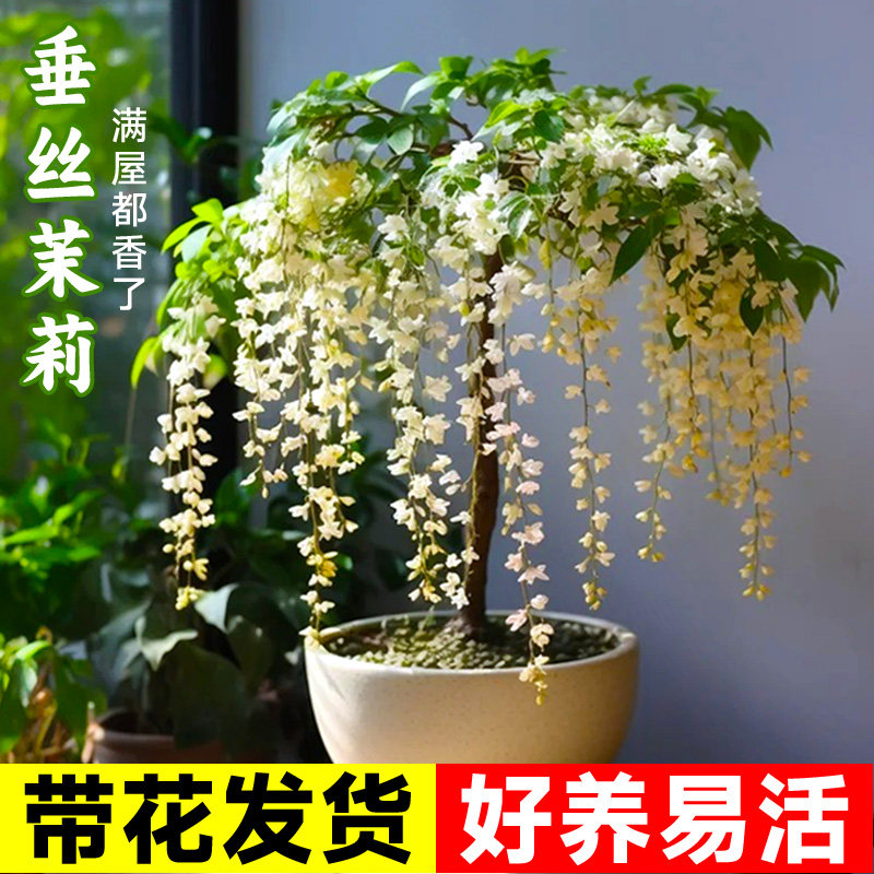 速发垂丝垂莉盆栽带茉苞室内花卉台客厅植物花四季开花泰国花吊绿