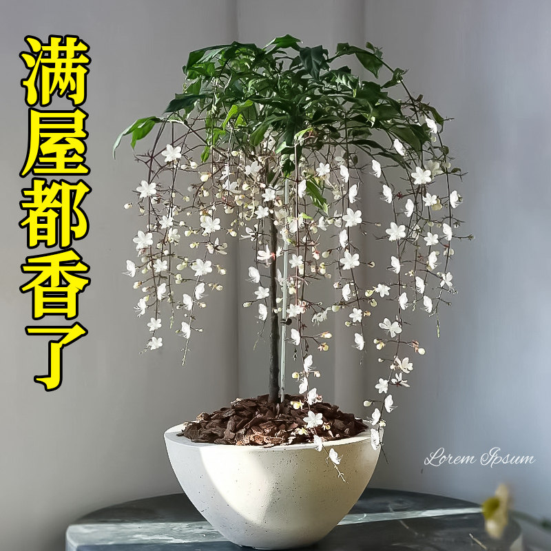 速发垂丝茉莉盆栽大苗室内花卉绿植植藤台垂吊风车爬国泰物四季开