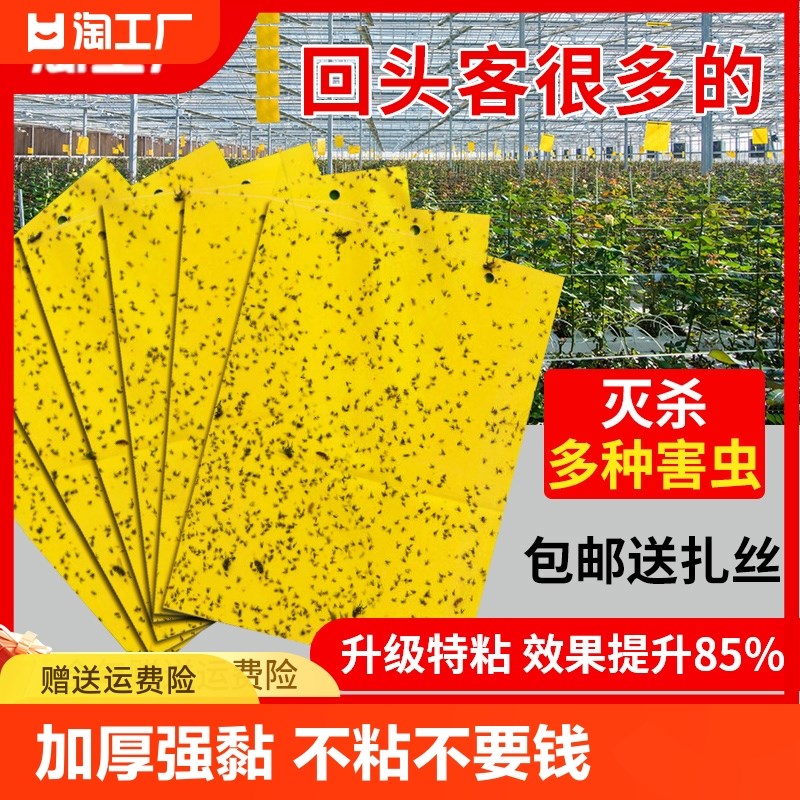 速发黄捕双面粘虫板诱虫板贴器灭小飞虫沾果蝇诱板纸蚊子苍蝇强力