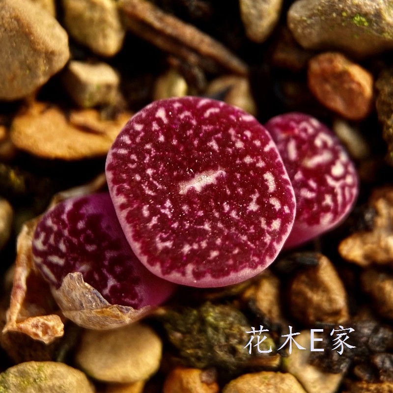 速发花木 RR714超墨 钻墨味肉锥 番杏 优选岛田生石花趣 植物台