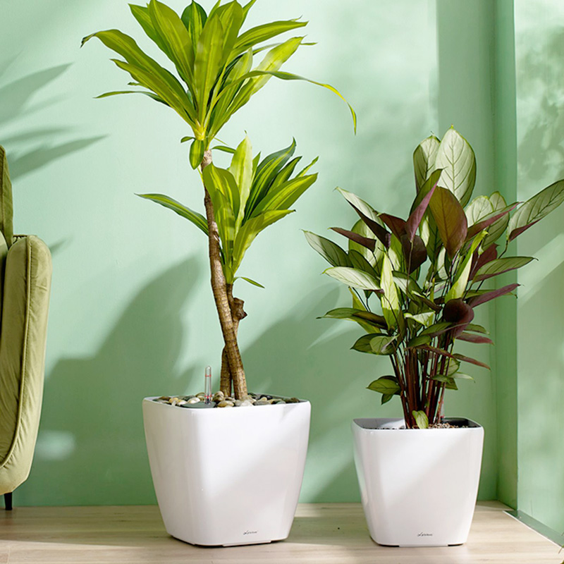 速发浇彧方形自动吸水绿萝花盆台懒人免花水号大特小号加厚落地