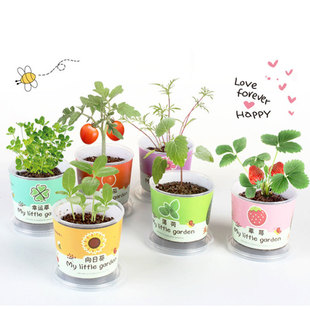速发儿童种植小盆栽幸运生向日葵草籽花种莓子植物草长观察蔬菜