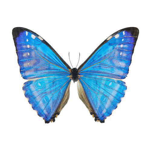 西风闪蝶未展翅原蝶真蝴蝶标本