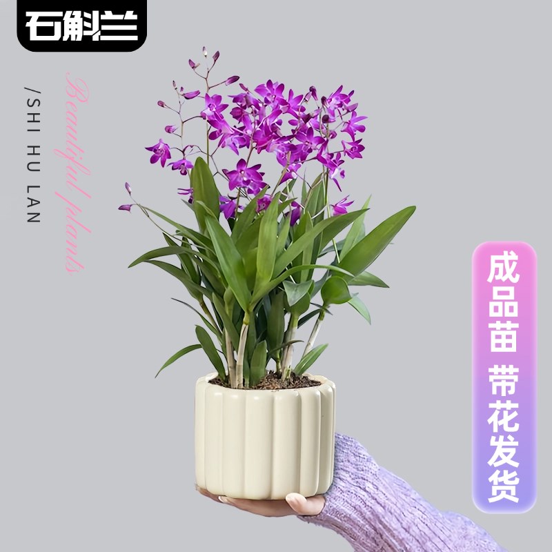 速发石斛兰盆花带栽浓香室内客厅植面桌物四季开花文心兰好养名贵