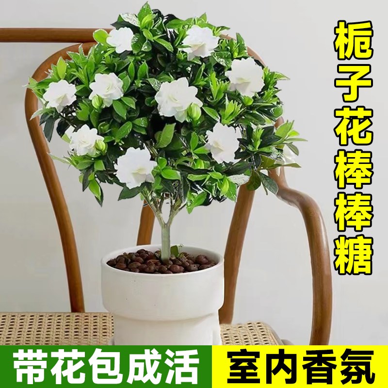 速发独杆栀子花盆栽大叶桅子花棒棒糖白山四季开花花卉植物室内花
