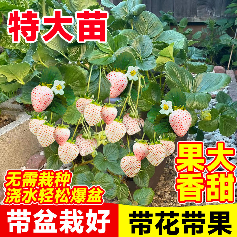 速发特大白草莓新苗盆栽带土带果奶油草莓室内台淡雪粉玉可食用绿